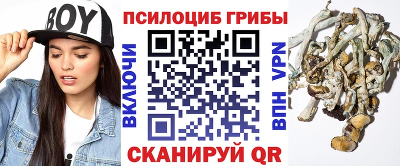 Купить закладки  Николаевск  Псилоцибиновые грибы Cubensis 